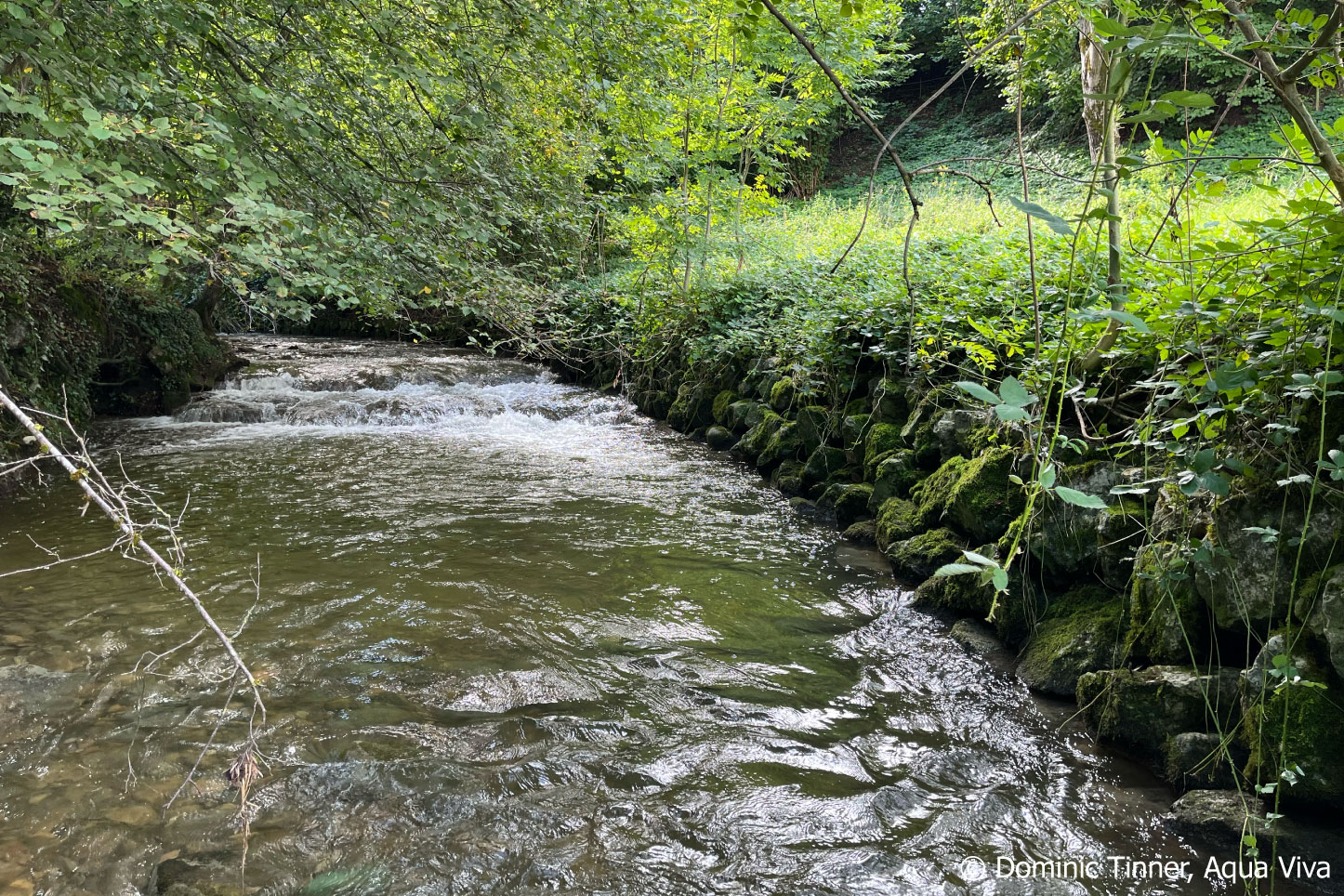 haselbach maschwanden